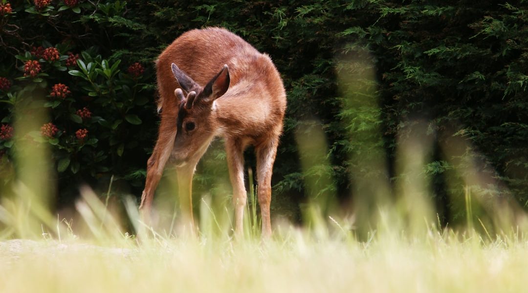 Photo Fawn, Tinkerbell