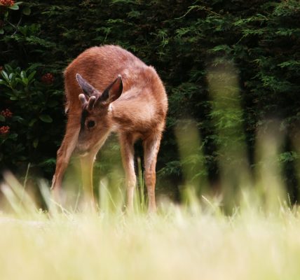 Photo Fawn, Tinkerbell