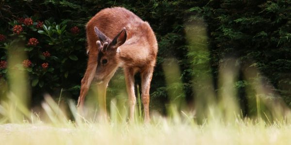 Photo Fawn, Tinkerbell