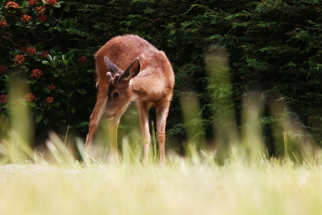 Photo Fawn, Tinkerbell